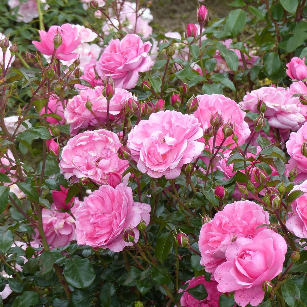 Rosa polyantha Berleburg