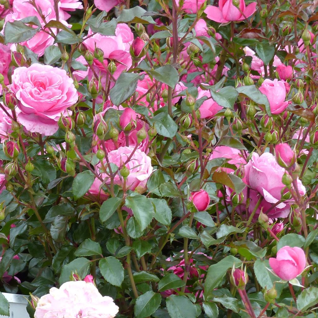 Rosa polyantha Berleburg