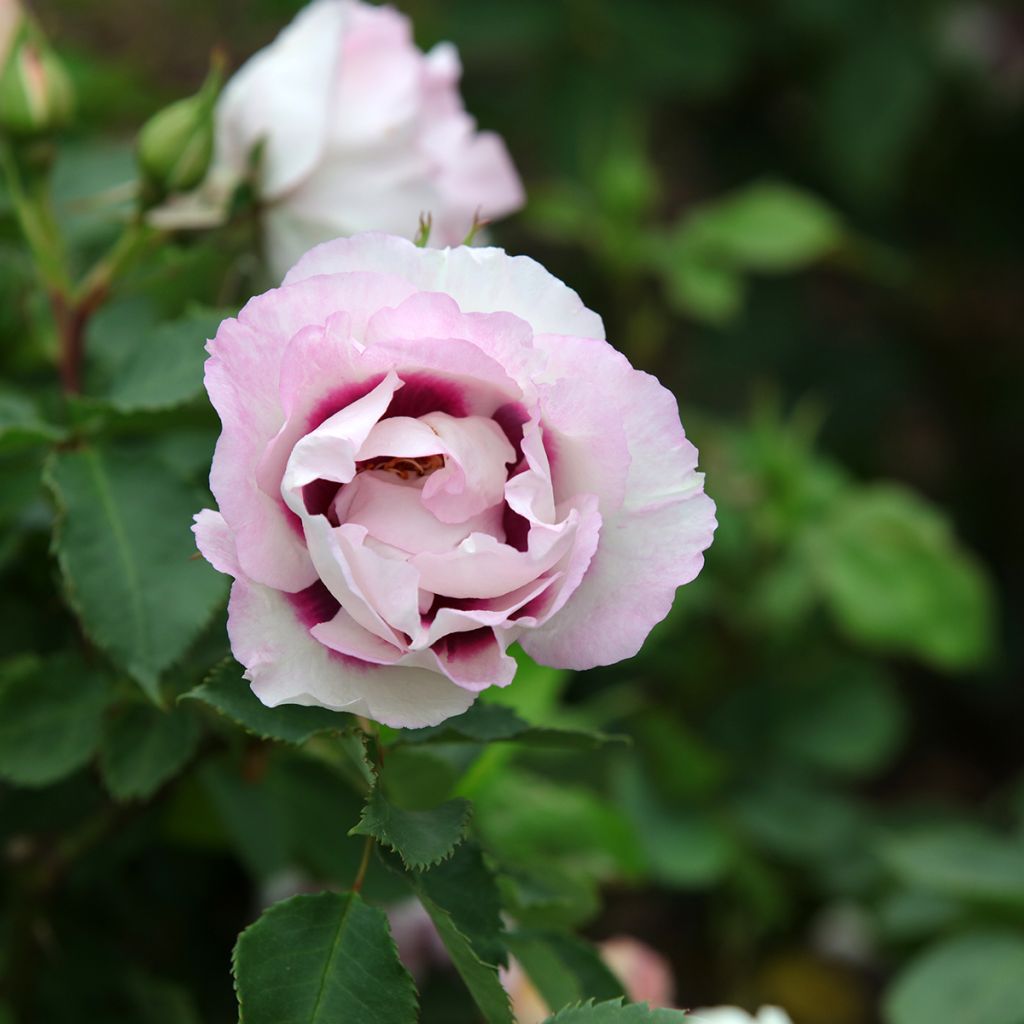 Rosa persica Eyes for You Blue Eyes