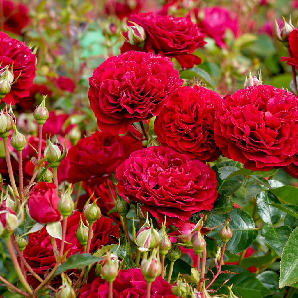 Rosa polyantha Bordeaux 'Korelamba'