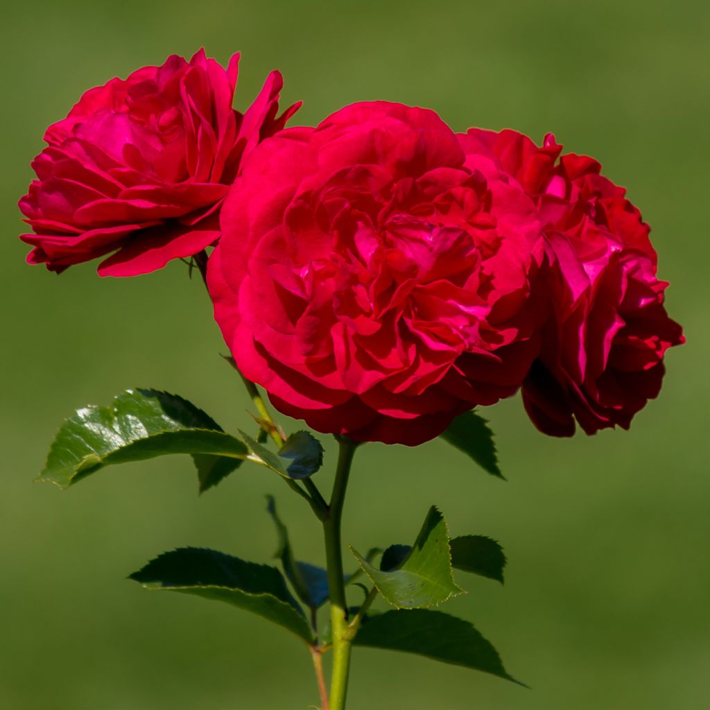 Rosa polyantha Bordeaux 'Korelamba'