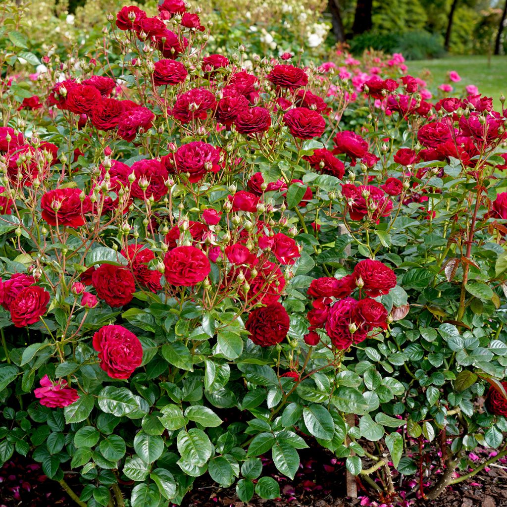 Rosa polyantha Bordeaux 'Korelamba'