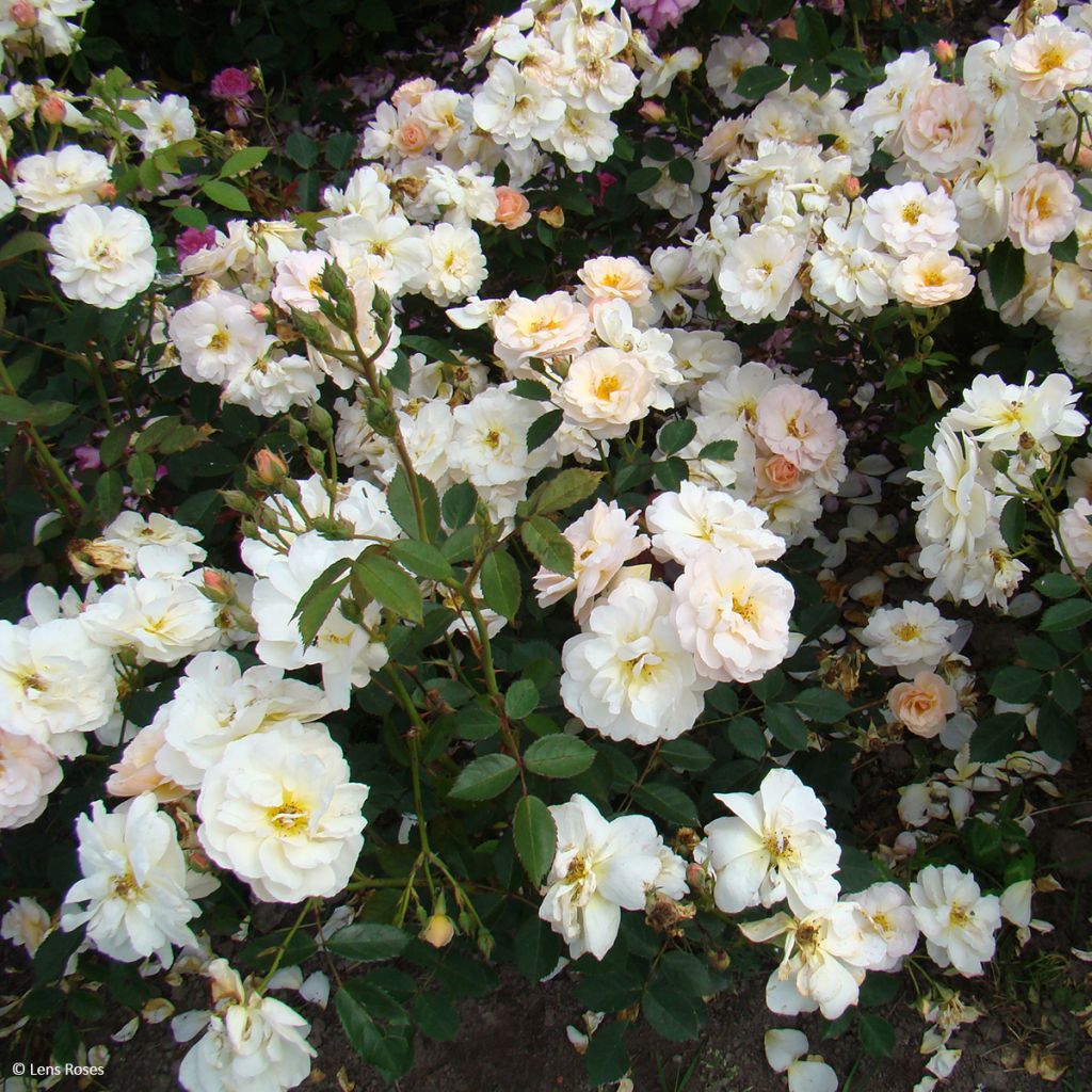 Rosa moscata Comtesse André d'Oultremont