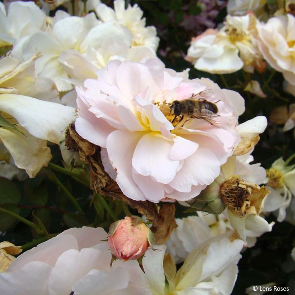 Rosa moscata Comtesse André d'Oultremont