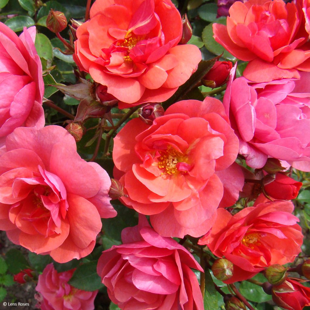 Rosa polyantha Folle Framboise