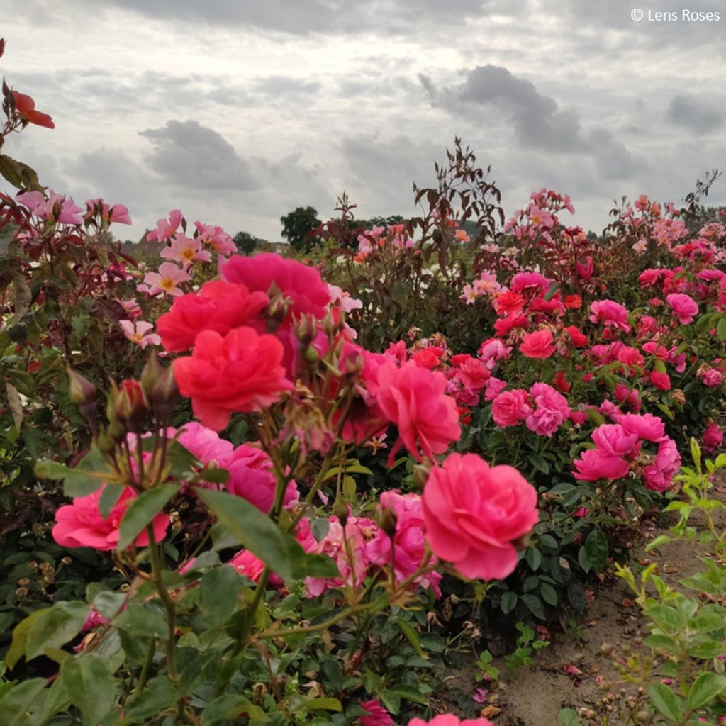 Rosa polyantha Folle Framboise