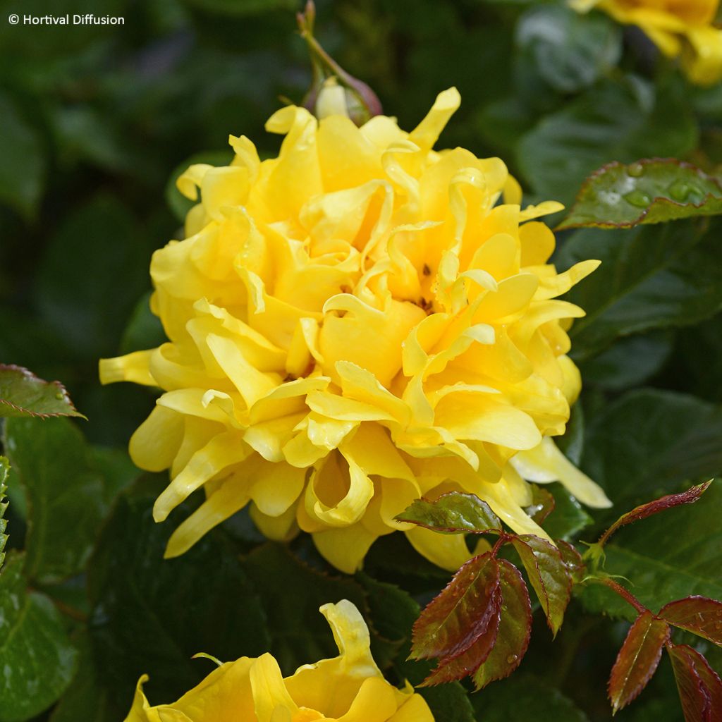 Rosa Golden Lady Ruffles