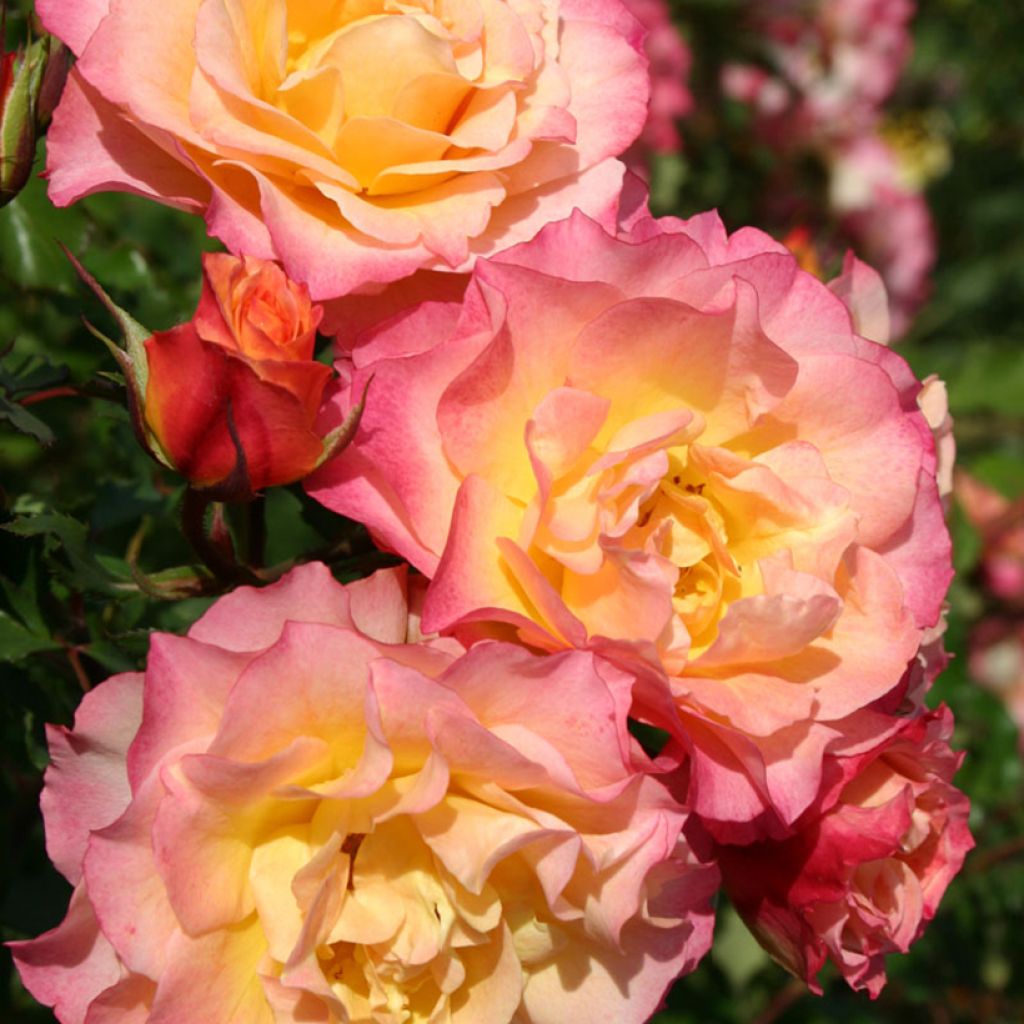 Rosa polyantha Hedge Charmers