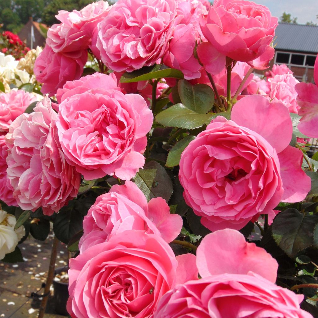 Rosier à fleurs groupées Leonardo da Vinci