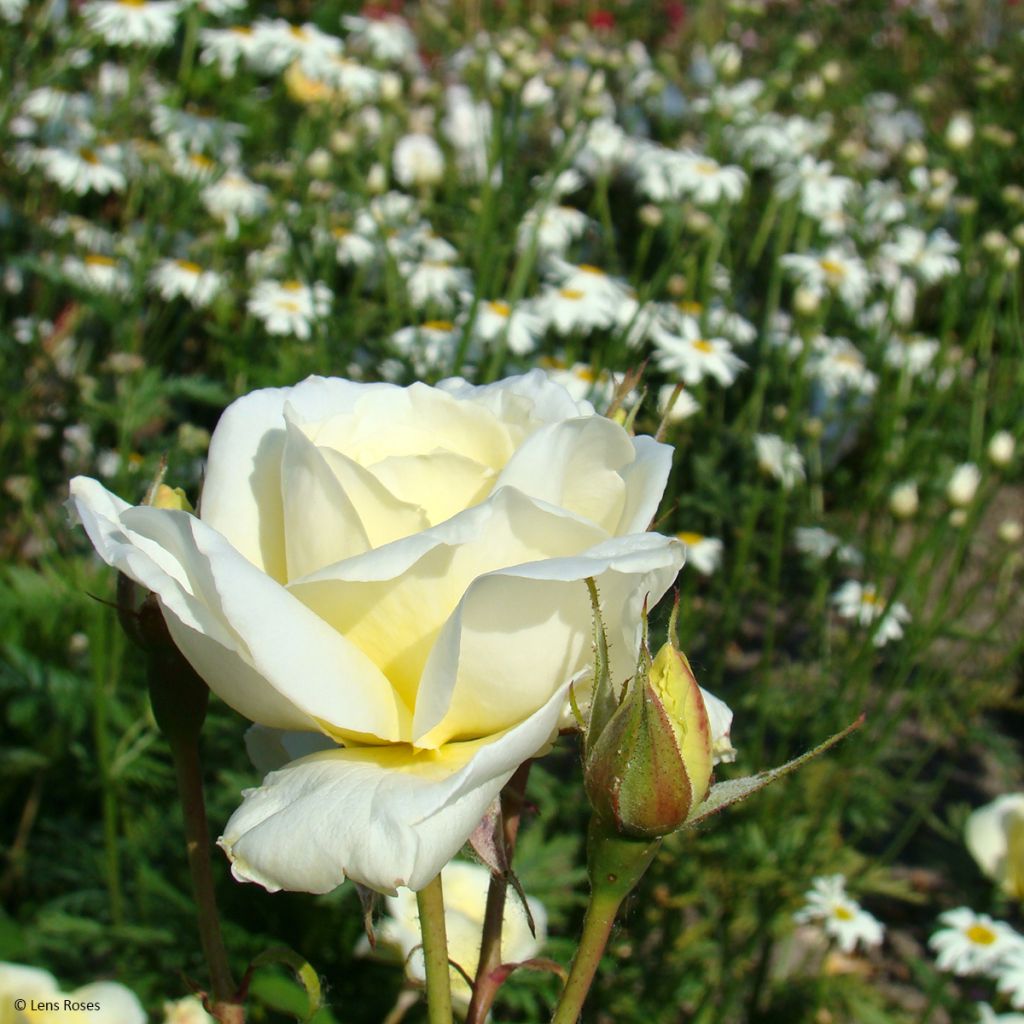 Rosa polyantha Love letter