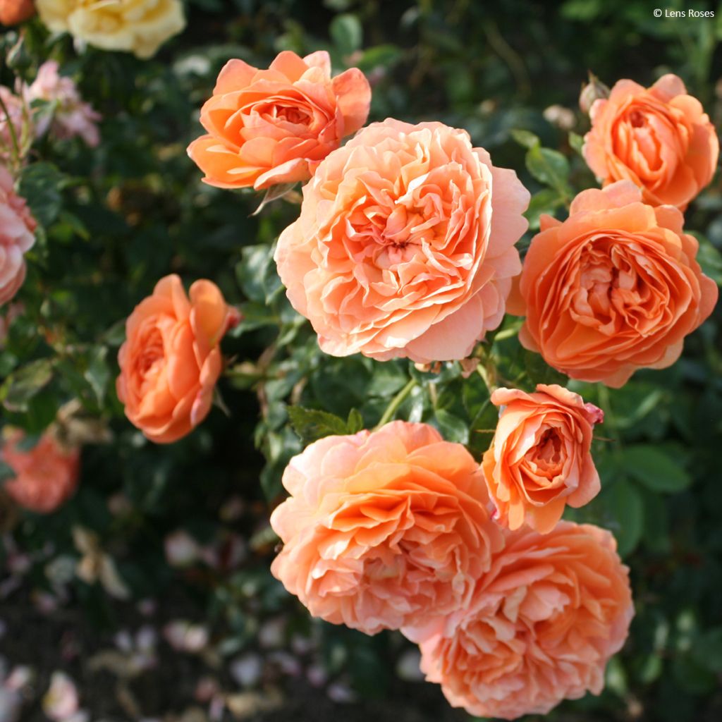 Rosa polyantha Marc's Jubilée