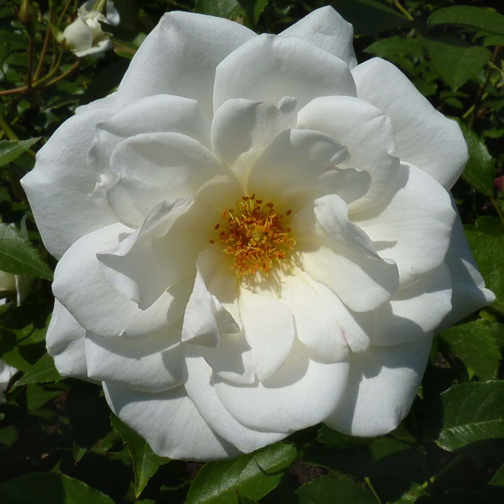 Rosa polyantha Maria Mathilda