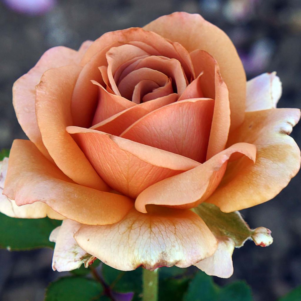 Rosier à fleurs groupées Mokarosa en racines nues