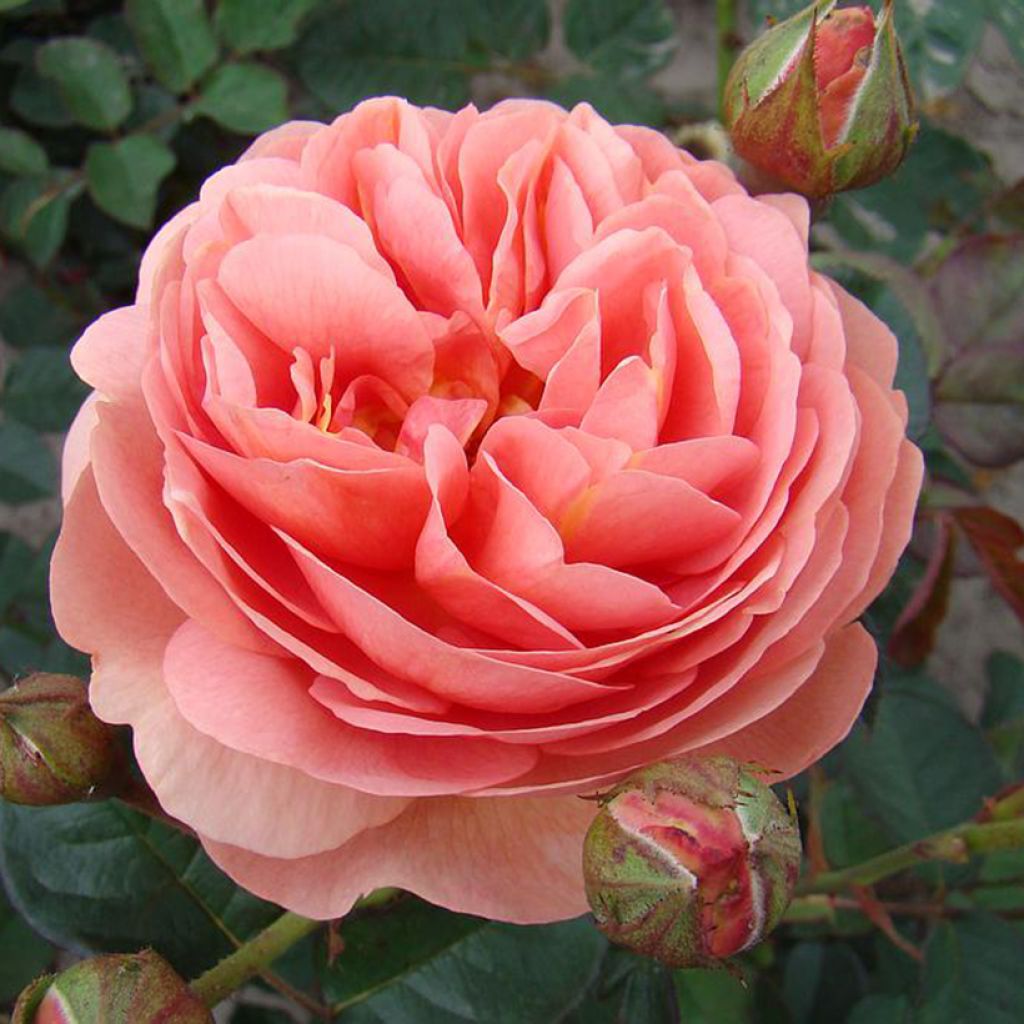 Rosa polyantha Park Abbey Rose