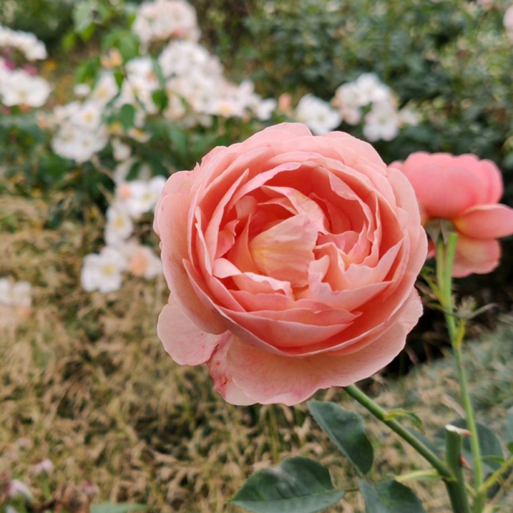 Rosa polyantha Park Abbey Rose