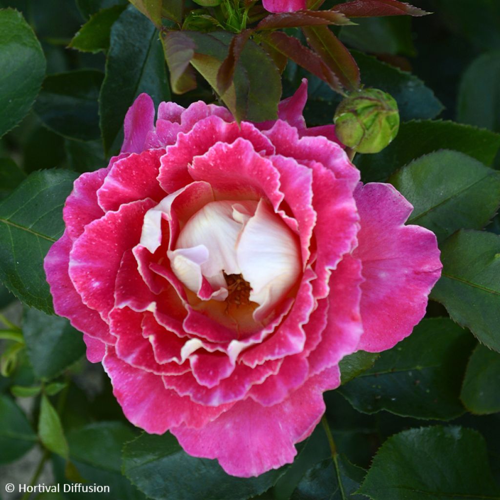 Rosa Pink Lady Ruffles