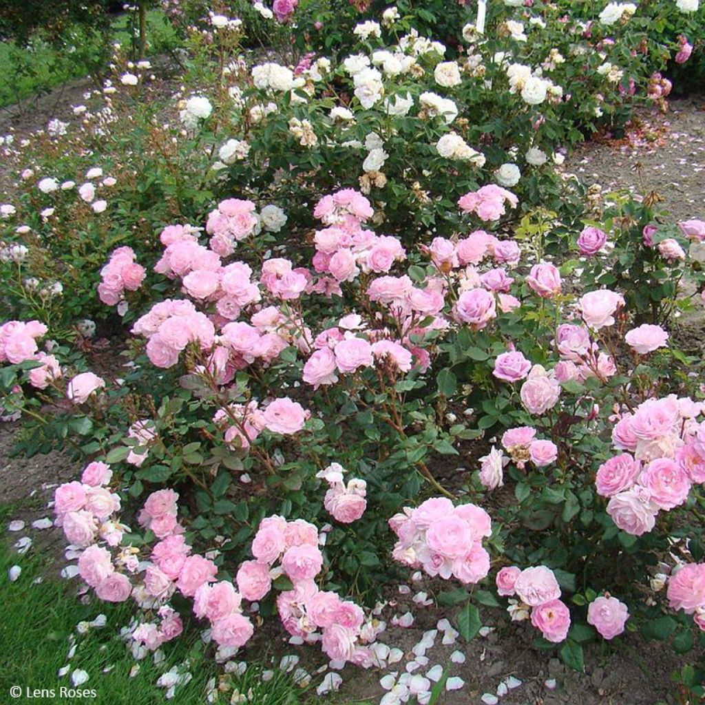 Rosa polyantha Sourire de Sylvie