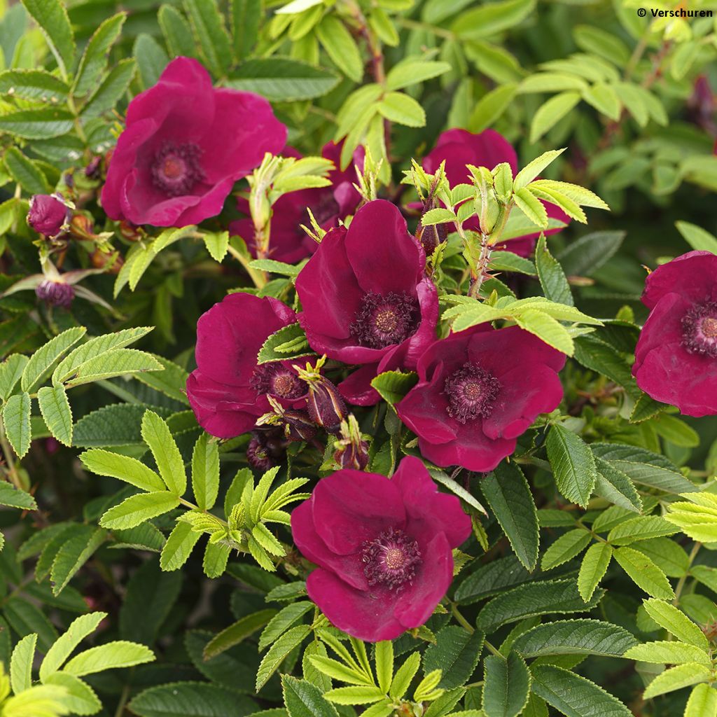 Rosa rugosa Strandperle