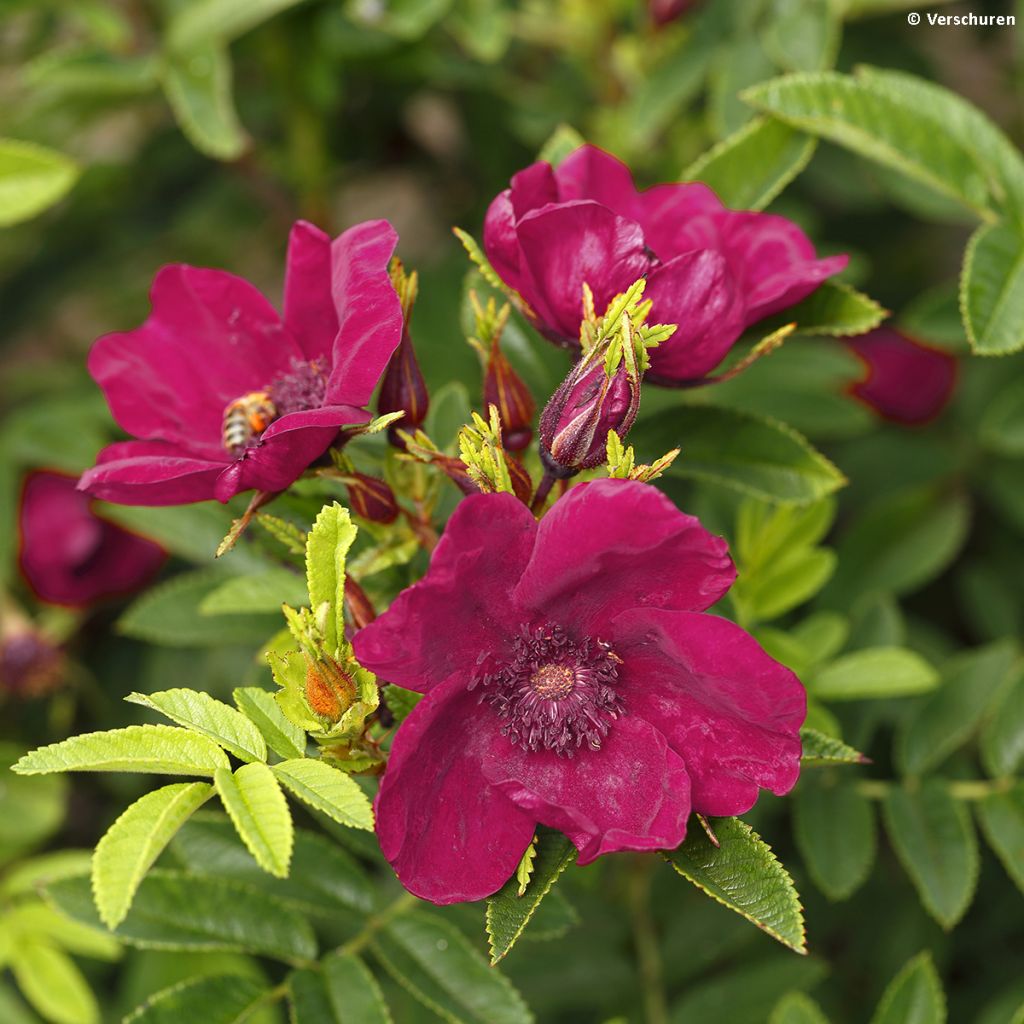 Rosa rugosa Strandperle