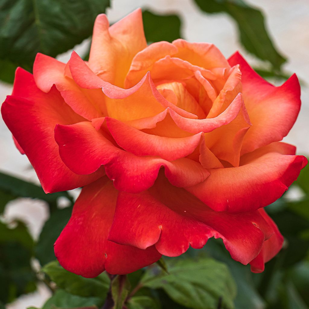 Rosier à fleurs groupées Tobago 'Deltogo'