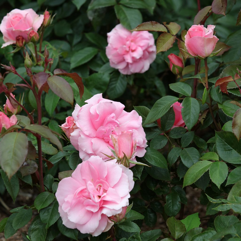 Rosa Floribunda Ville de Saumur