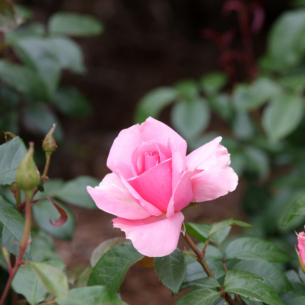 Rosa Floribunda Ville de Saumur