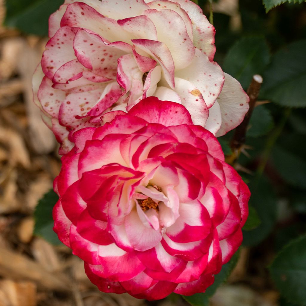 Rosa Zelda Reuvery