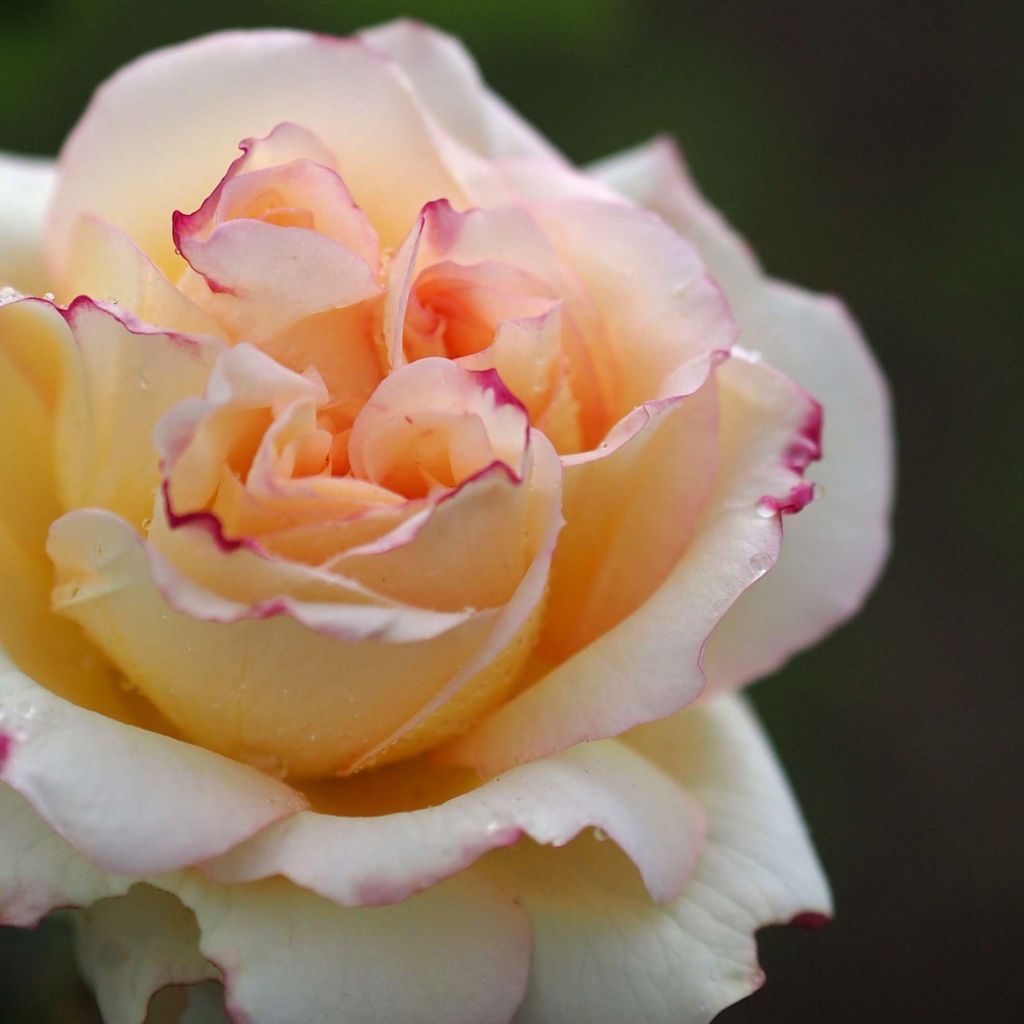 Rosier à grandes fleurs Alphonse Daudet