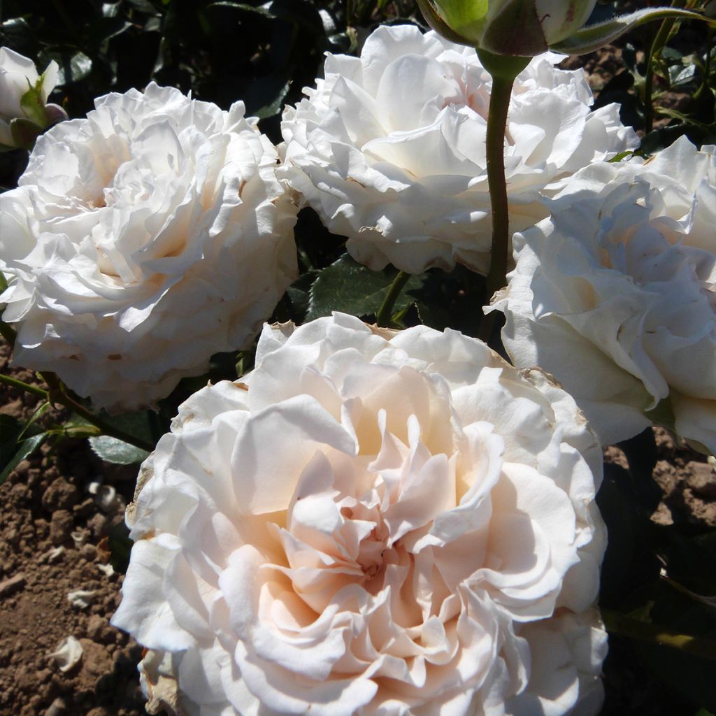 Rosier à grandes fleurs Catherine Frot (DORanisa)