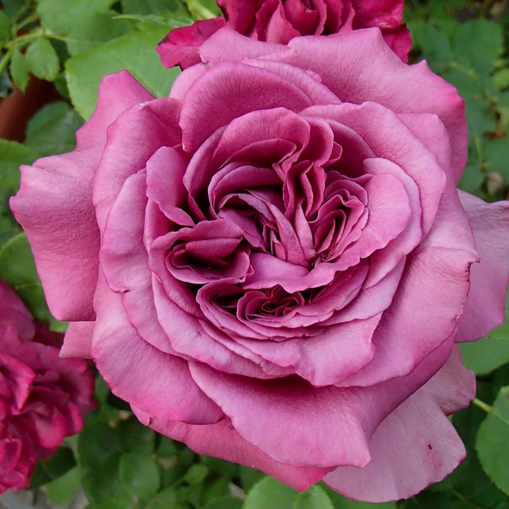 Rosier à grandes fleurs Claude Brasseur