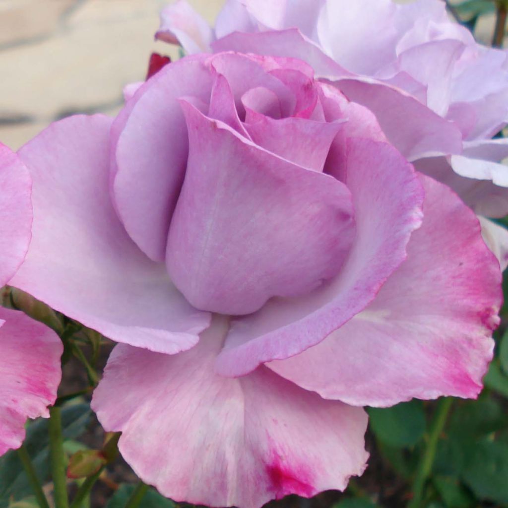 Rosier à grandes fleurs Dioressence en racines nues