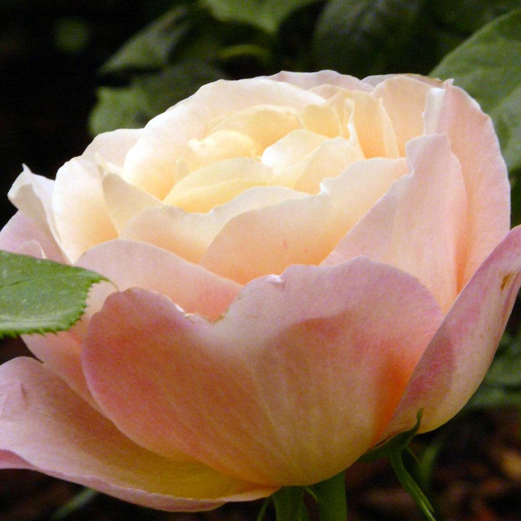 Rosier à grandes fleurs Isabelle Autissier