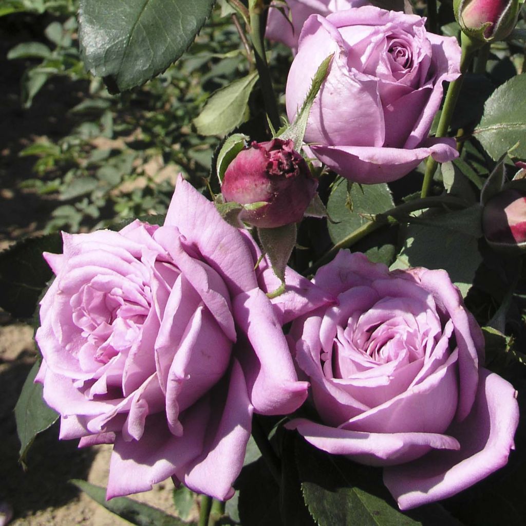 Rosier à grandes fleurs Mamy Blue en racines nues