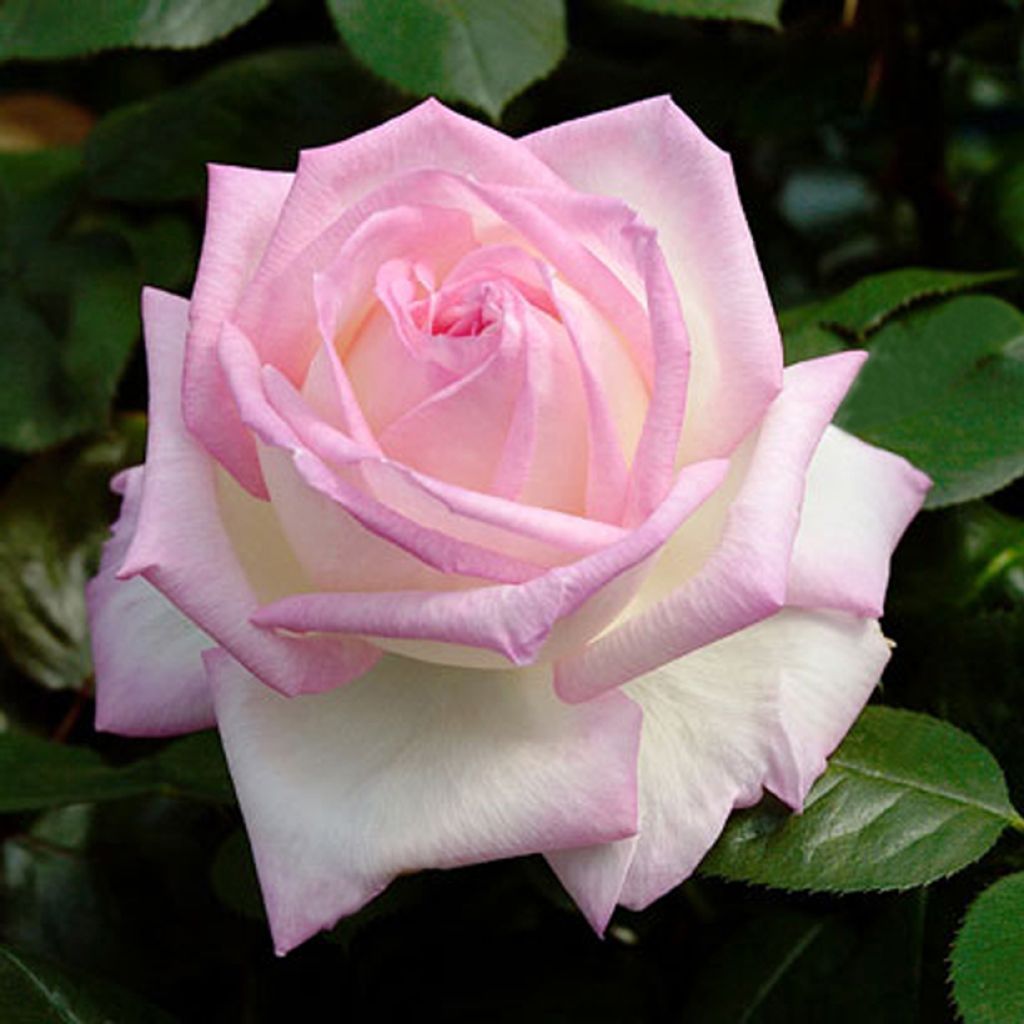 Rosa Princesse de Monaco Meimagarmic