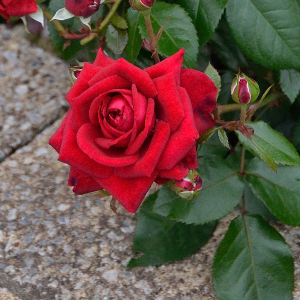 Rosier à grandes fleurs République de Montmartre en racines nues