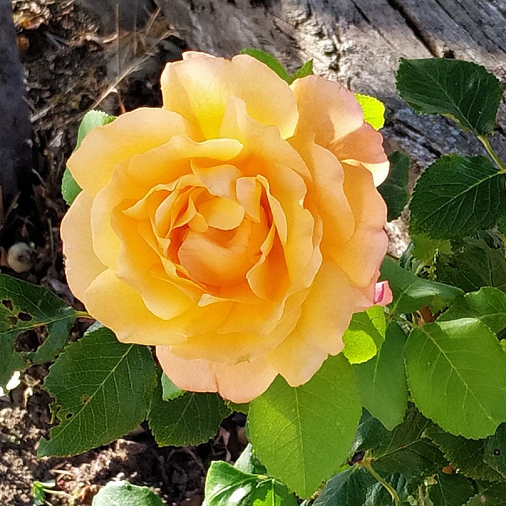 Rosa Yellowstone Oraleymy - Rose ibrida di tea