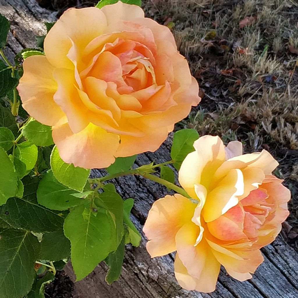 Rosa Yellowstone Oraleymy - Rose ibrida di tea