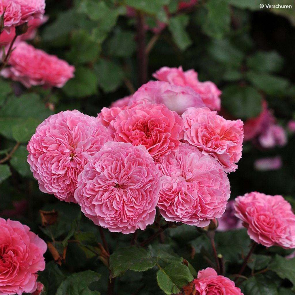 Rosa Floribunda Taste of Love Theo Clevers