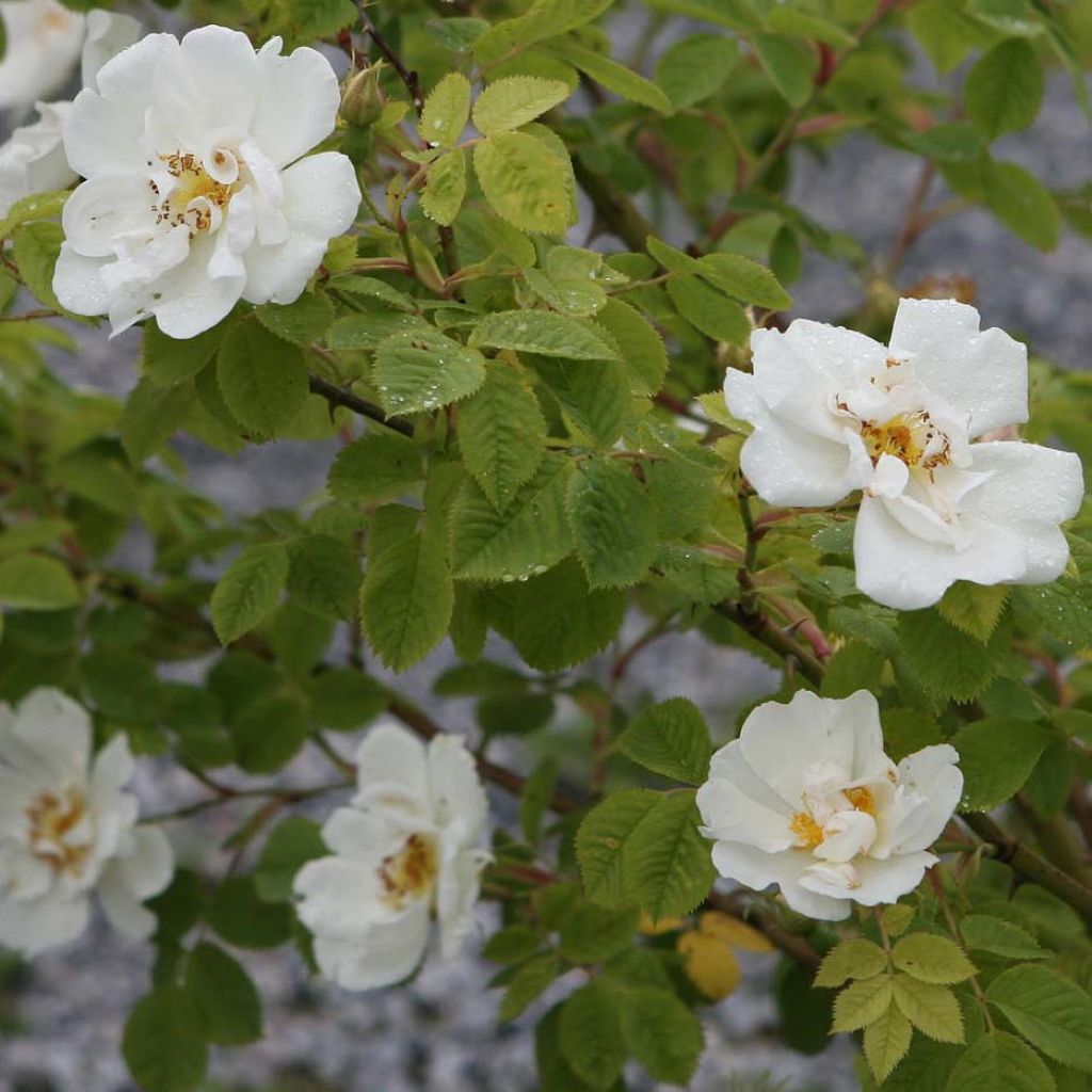 Rosa bianca Suaveolens