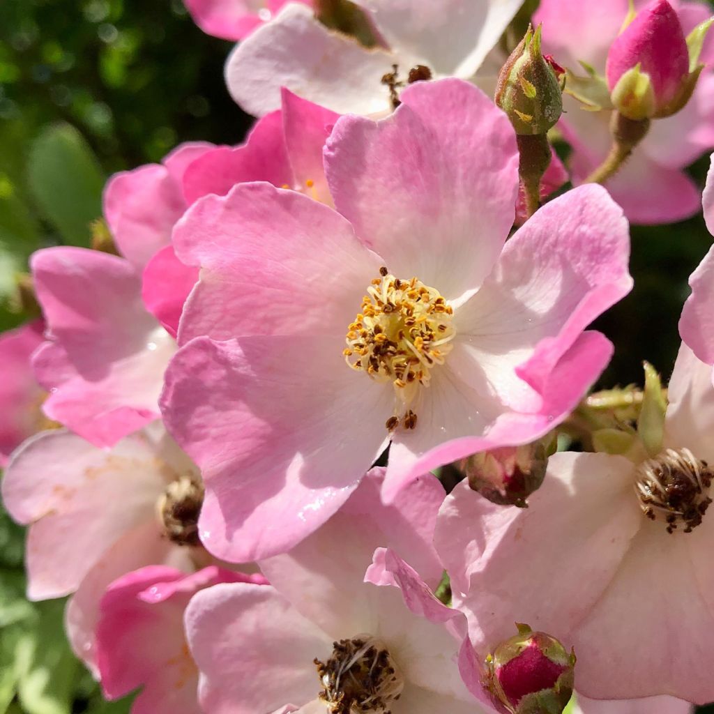 Rosier ancien Ballerina