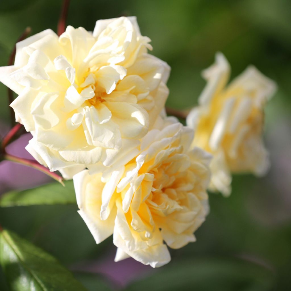 Rosa moscata Buff Beauty