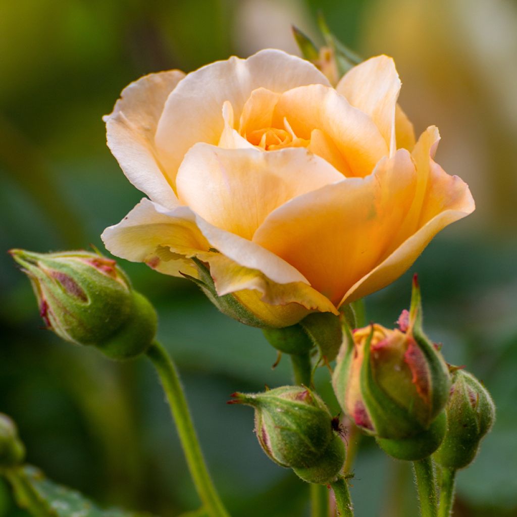 Rosa moscata Buff Beauty