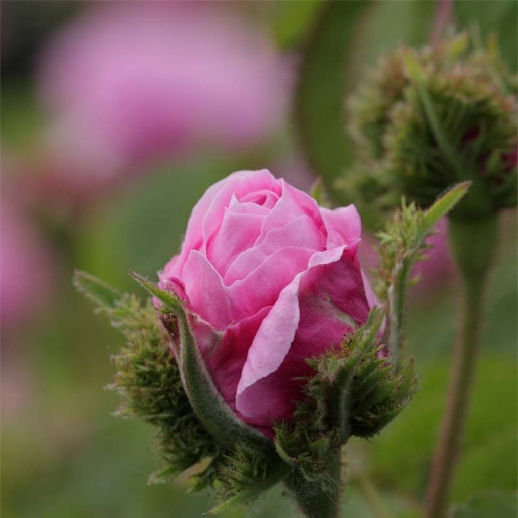 Rosier ancien Chapeau de Napoléon - Rosa centifolia Cristata