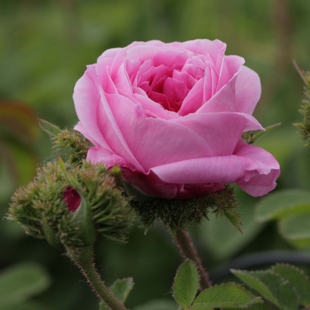 Rosier ancien Chapeau de Napoléon - Rosa centifolia Cristata