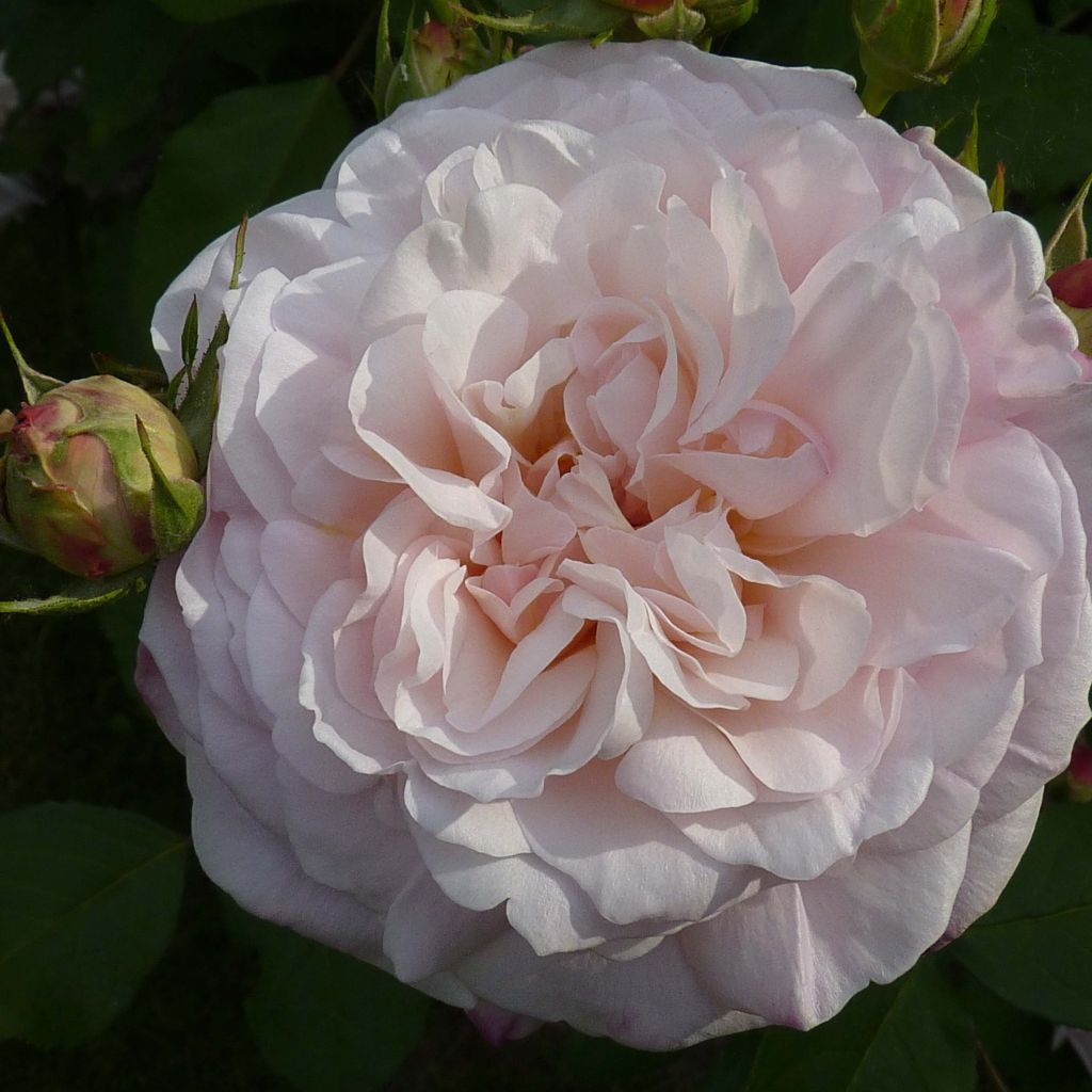 Rosa Gruss An Aachen - Rose ibrida di tea