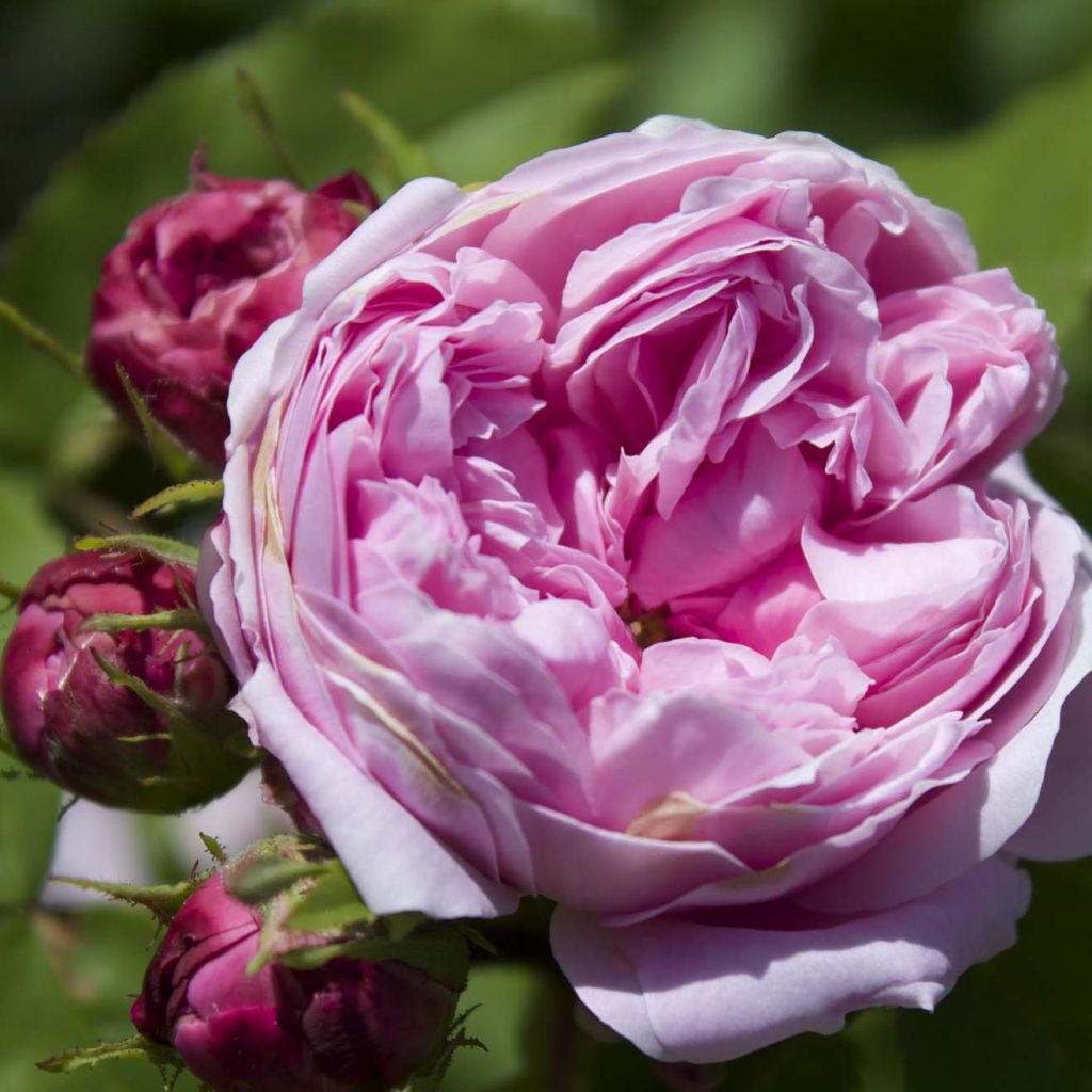 Rosier ancien Jacques Cartier - Rosa (x) Portland