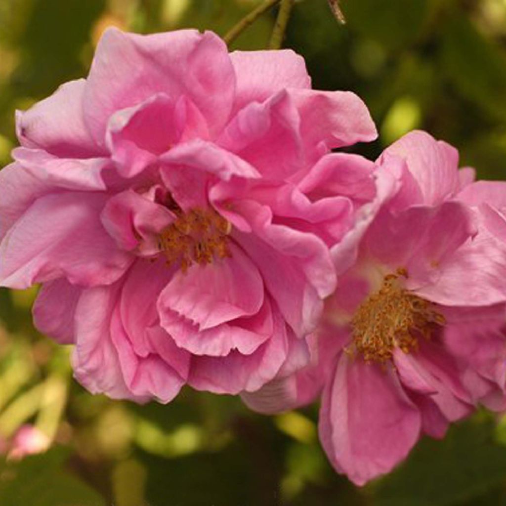 Rosa antica Trigintipetala