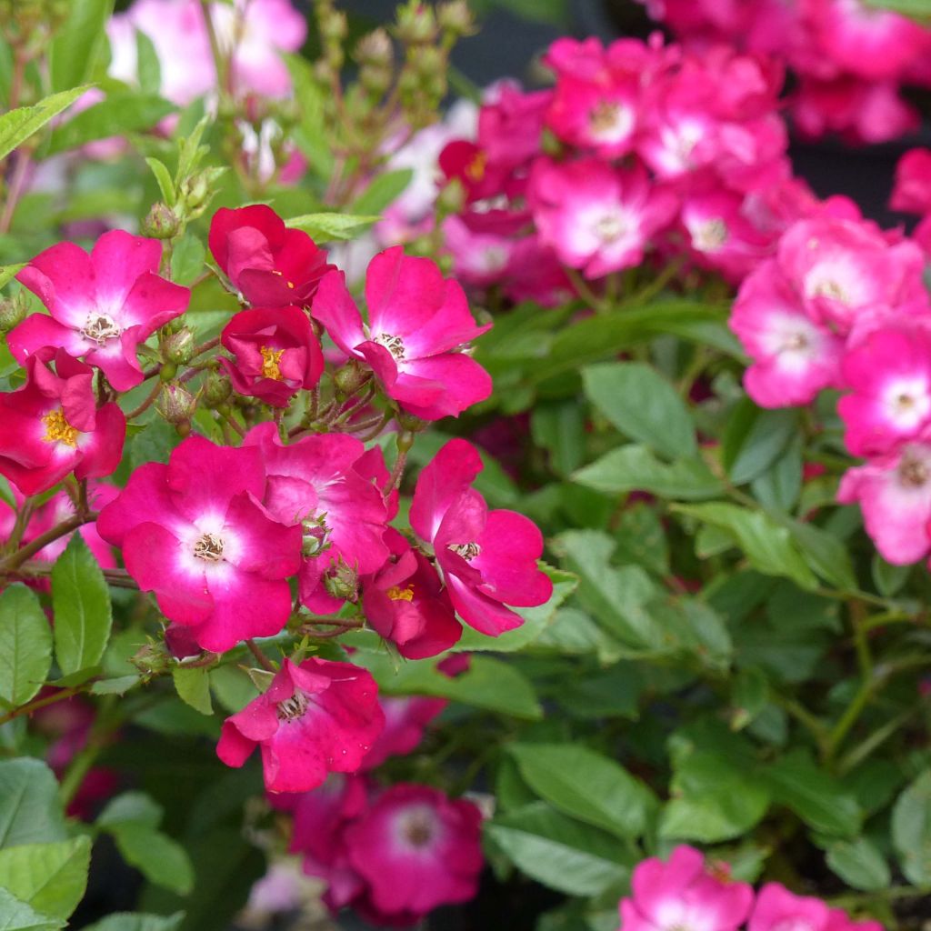 Rosa antica Red Ballerina