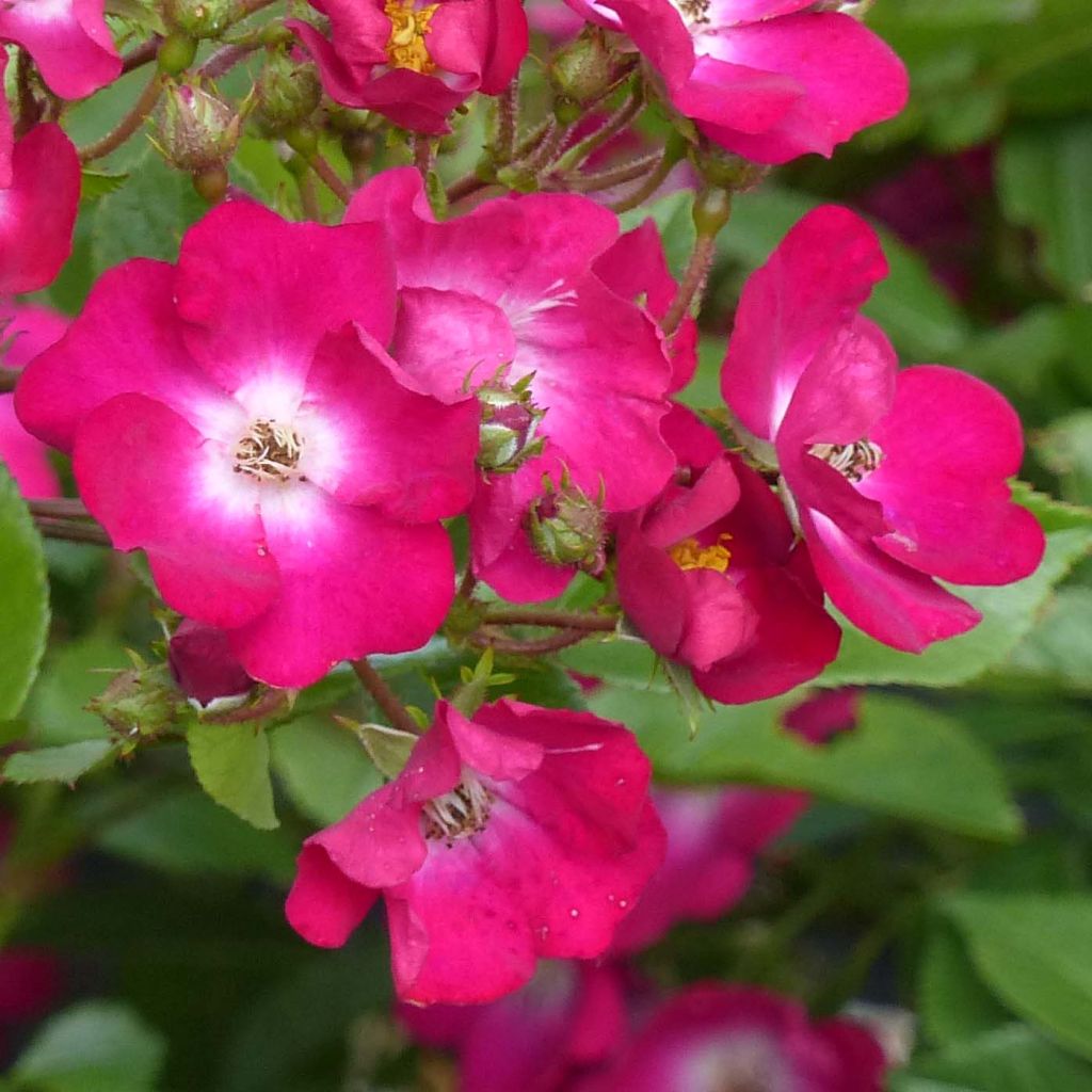 Rosier ancien Red Ballerina en racines nues