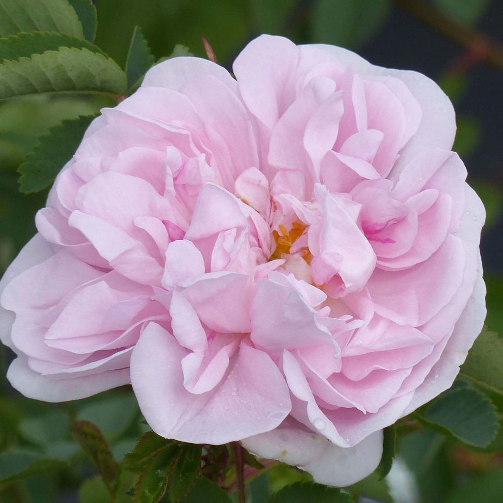 Rosier ancien Stanwell Perpetual - Rosa (x) pimpinellifolia